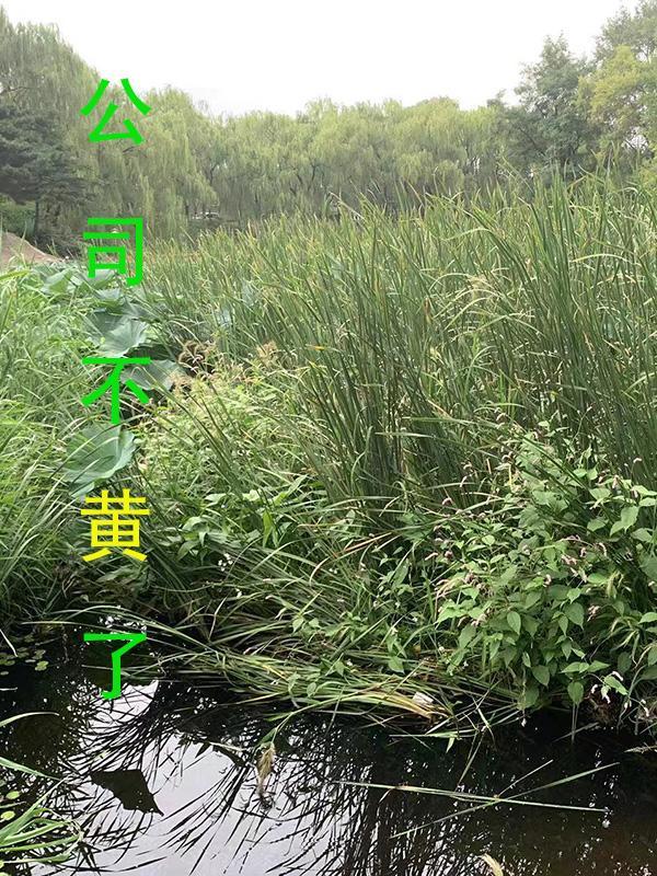 成就心态
