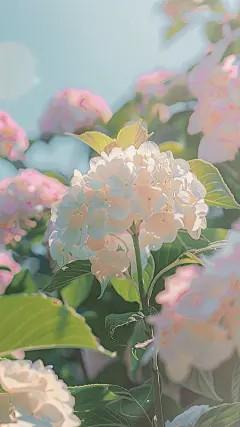 我的朝花夕拾作文500字
