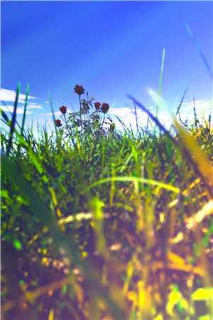 职业御兽师 职业御兽师